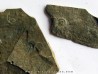 Olenellus Gilberti (2)