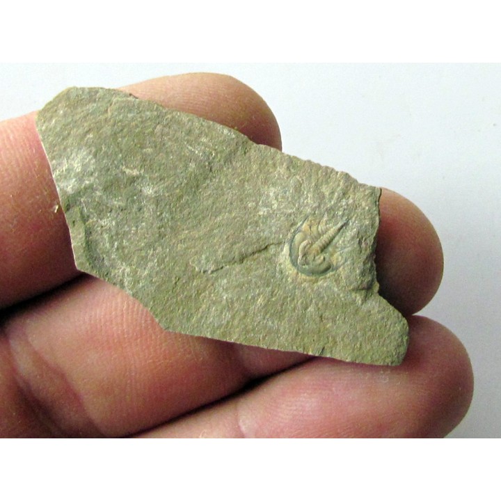Olenellus Gilberti  (2)