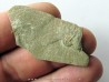 Olenellus Gilberti (2)
