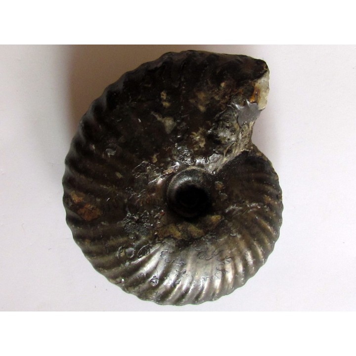 pachyceras lalandeanum (2)