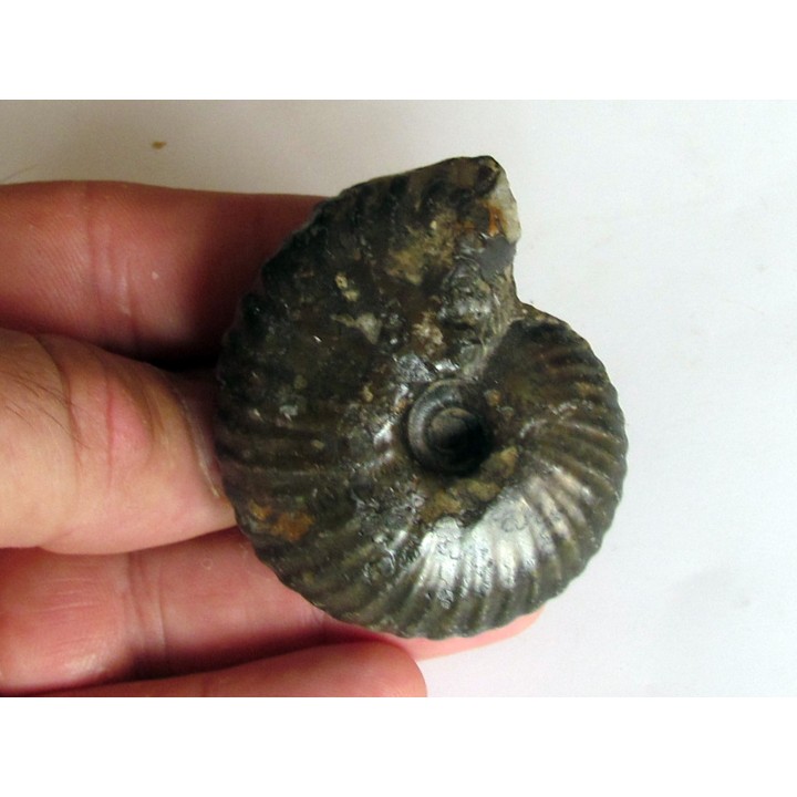 pachyceras lalandeanum (2)