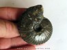pachyceras lalandeanum (2)