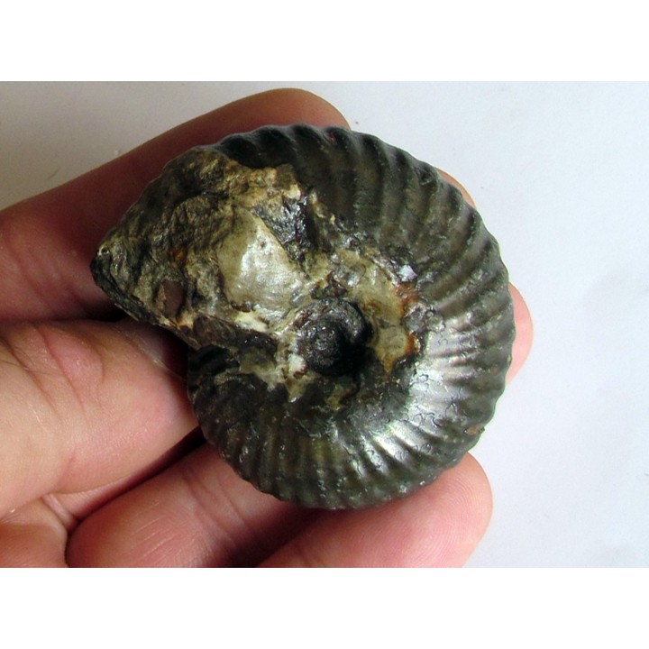 pachyceras lalandeanum (2)