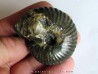 pachyceras lalandeanum (2)
