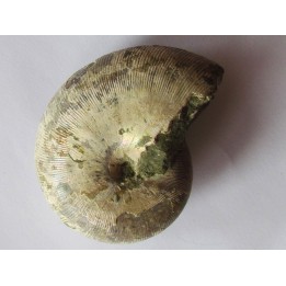 Goretophylloceras inflatum