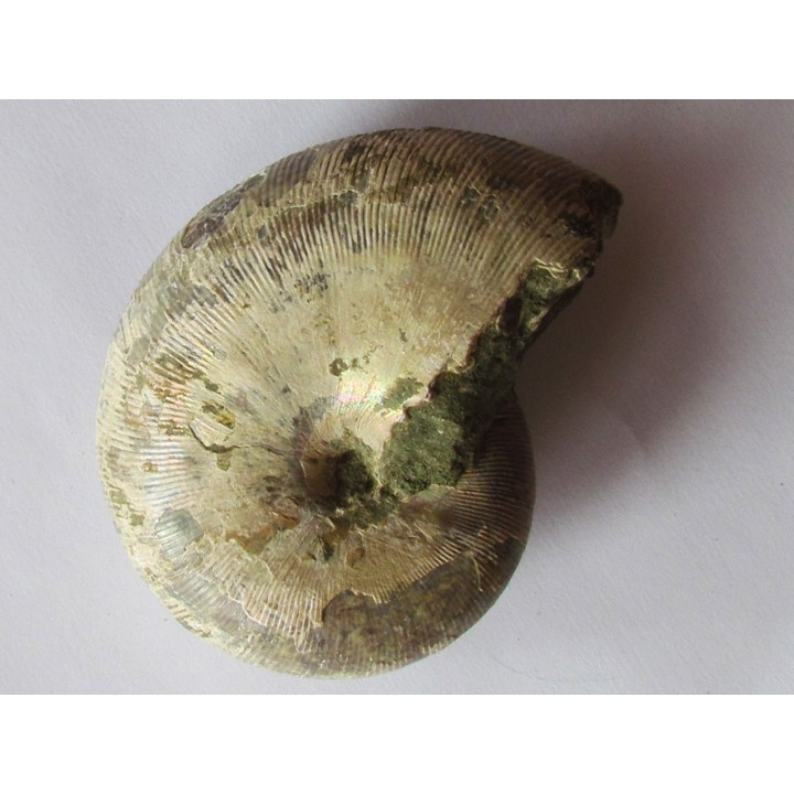 Goretophylloceras inflatum