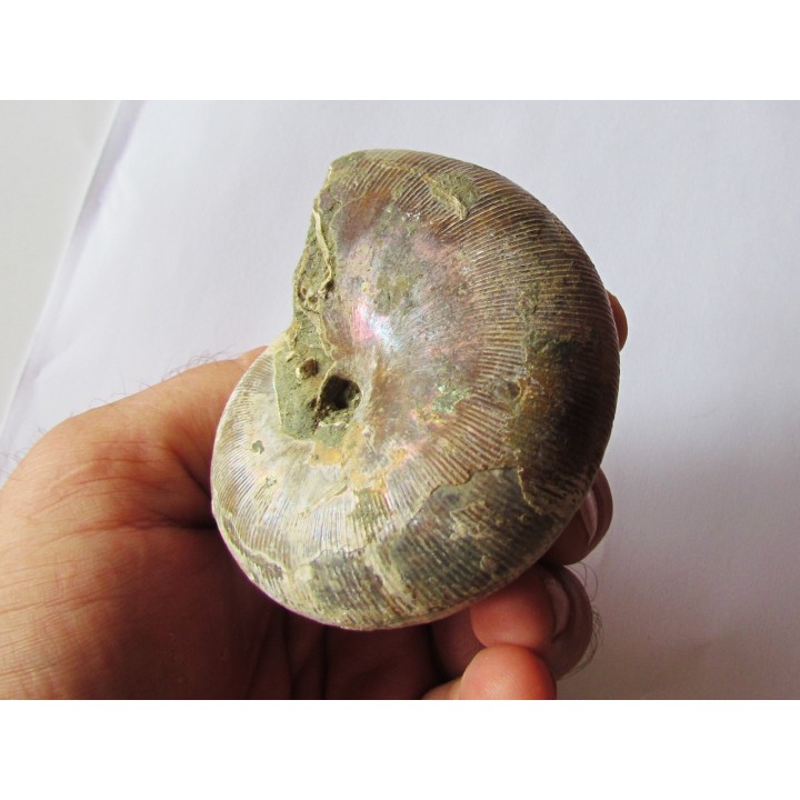 Goretophylloceras inflatum