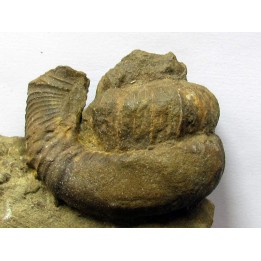 Pseudoosbeloceras  anapodense