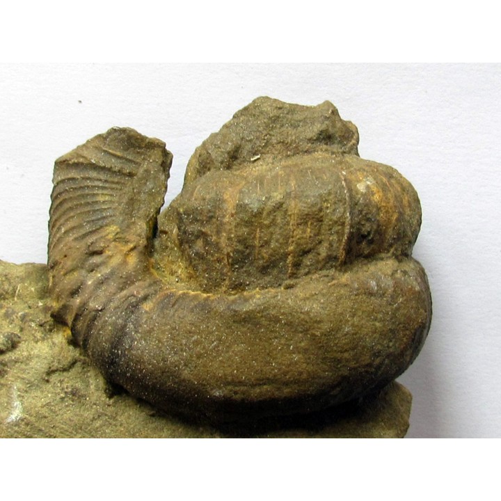 Pseudoosbeloceras  anapodense