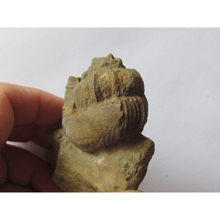 Pseudoosbeloceras  anapodense