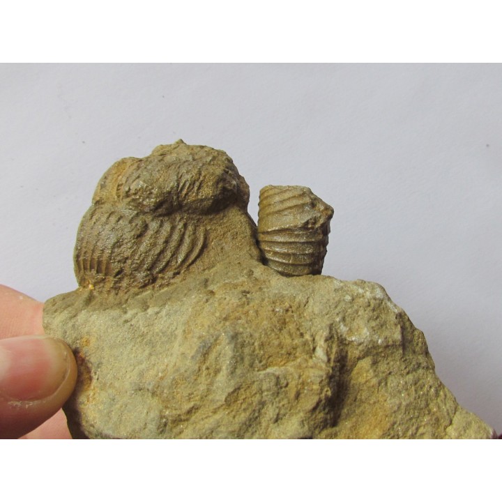 Pseudoosbeloceras  anapodense