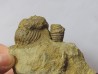Pseudoosbeloceras  anapodense