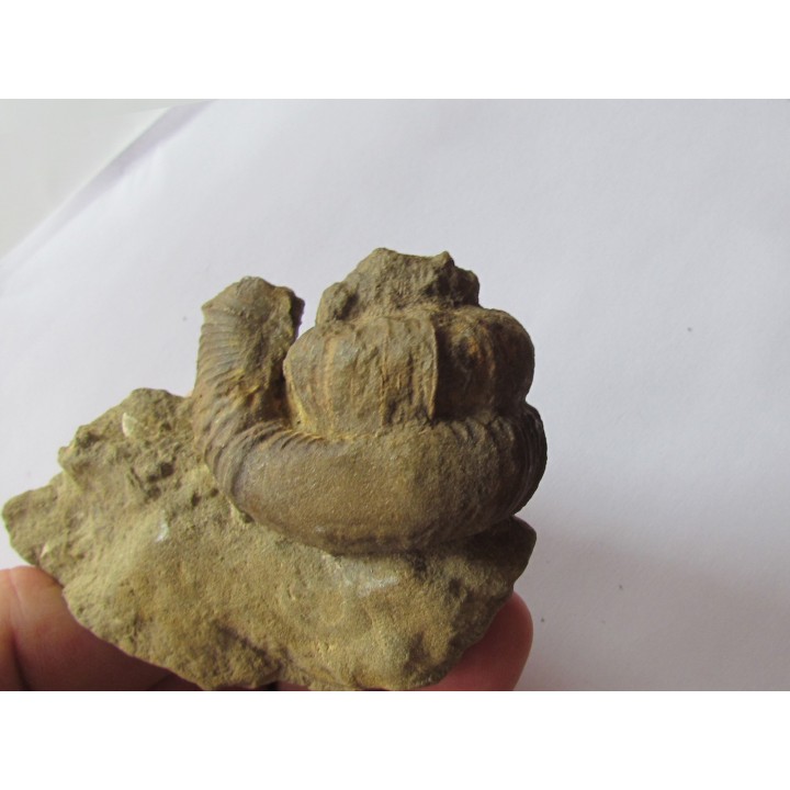 Pseudoosbeloceras  anapodense