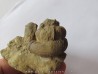 Pseudoosbeloceras  anapodense