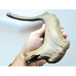 Megaloceros giganteus