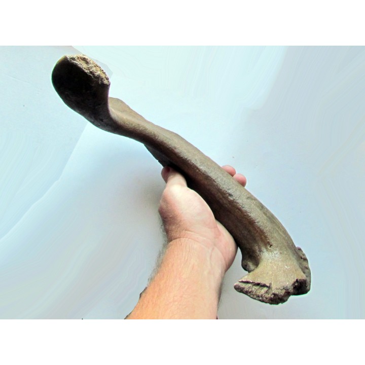 Megaloceros giganteus