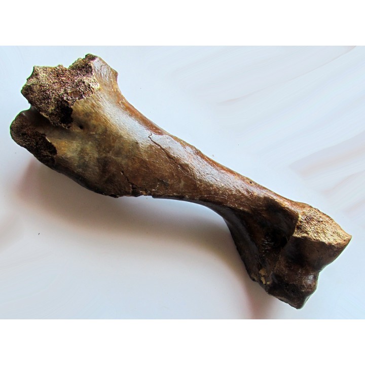 femur de cheval primitif : Equus sp.