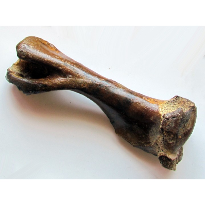 femur de cheval primitif : Equus sp.