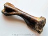 femur Equus sp. (1)