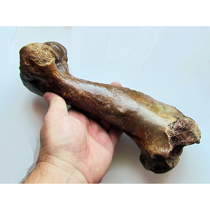 femur de cheval primitif : Equus sp.
