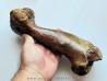 femur Equus sp. (1)