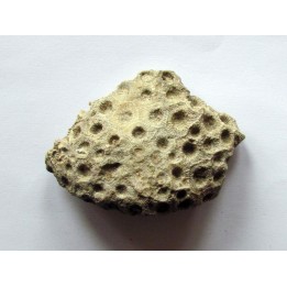 hexagomania davidsoni (1)
