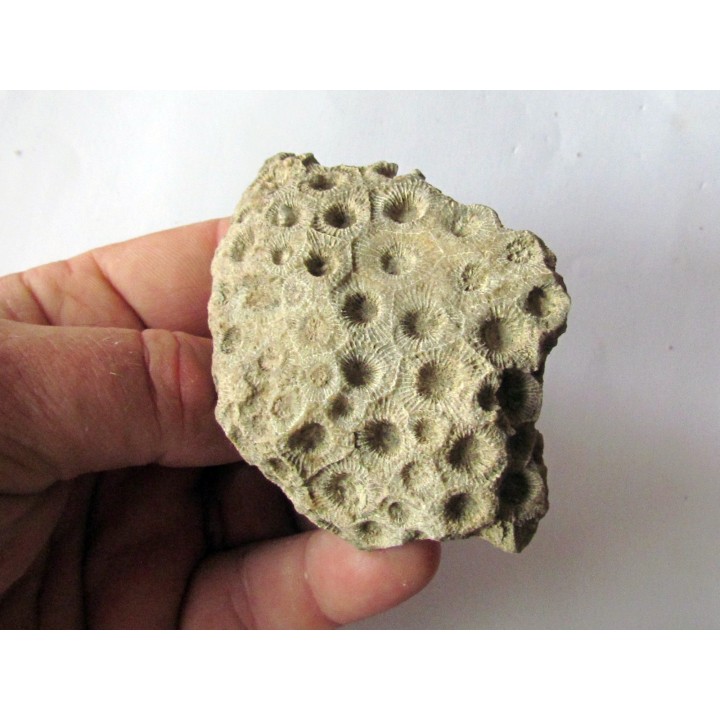 hexagomania davidsoni (1)