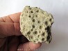 hexagomania davidsoni (1)