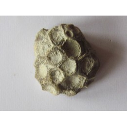 hexagomania davidsoni (2)