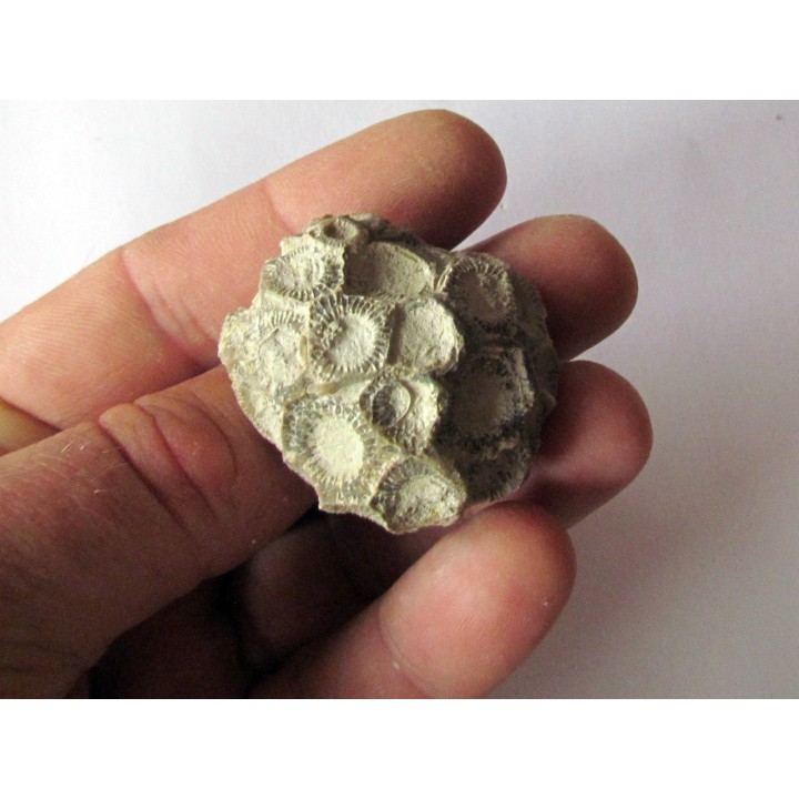 hexagomania davidsoni (2)