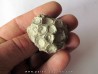 hexagomania davidsoni (2)