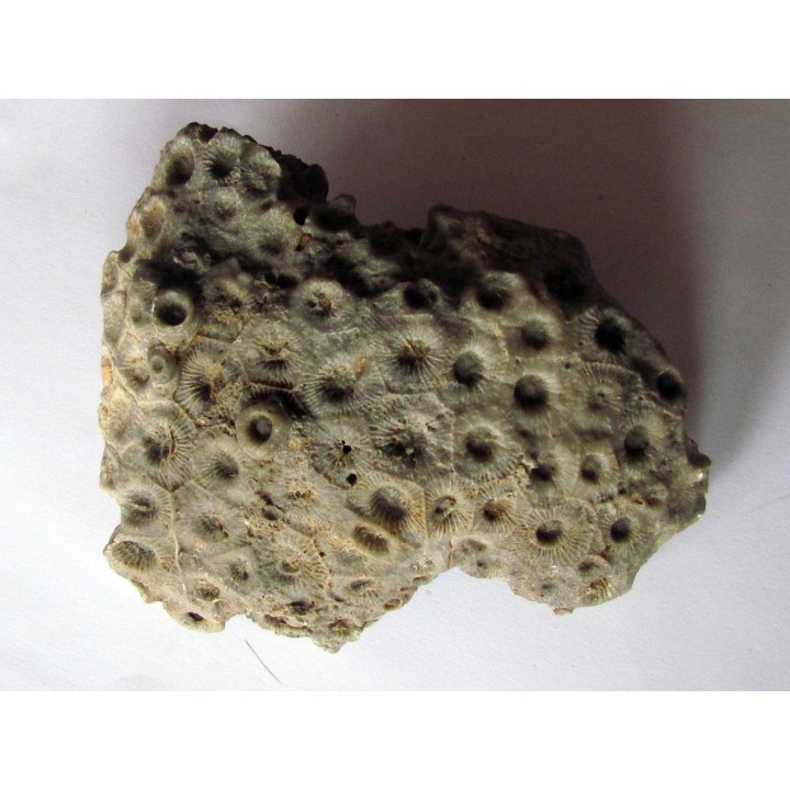 cytihexagomania defecta (1)