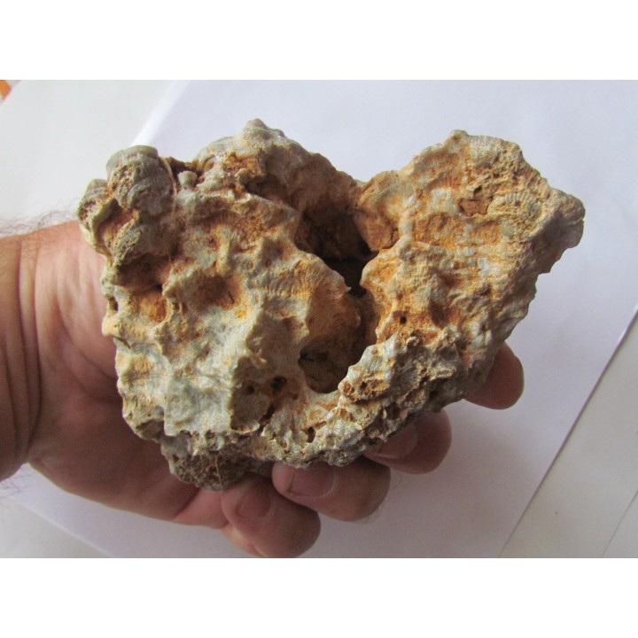 cytihexagomania defecta (1)