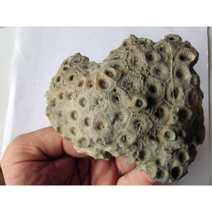 cytihexagomania defecta (1)