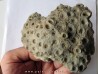 cytihexagomania defecta (1)