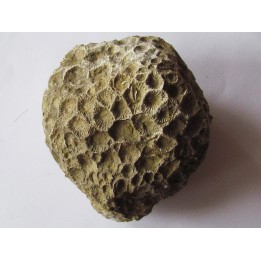 disphyllia wangi (3)