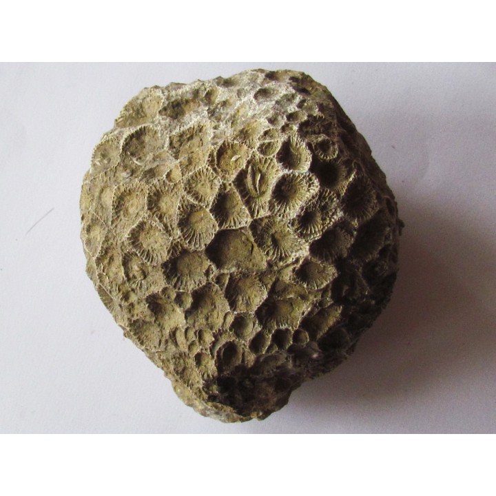 disphyllia wangi (3)