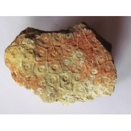cytihexagomania defecta (2)