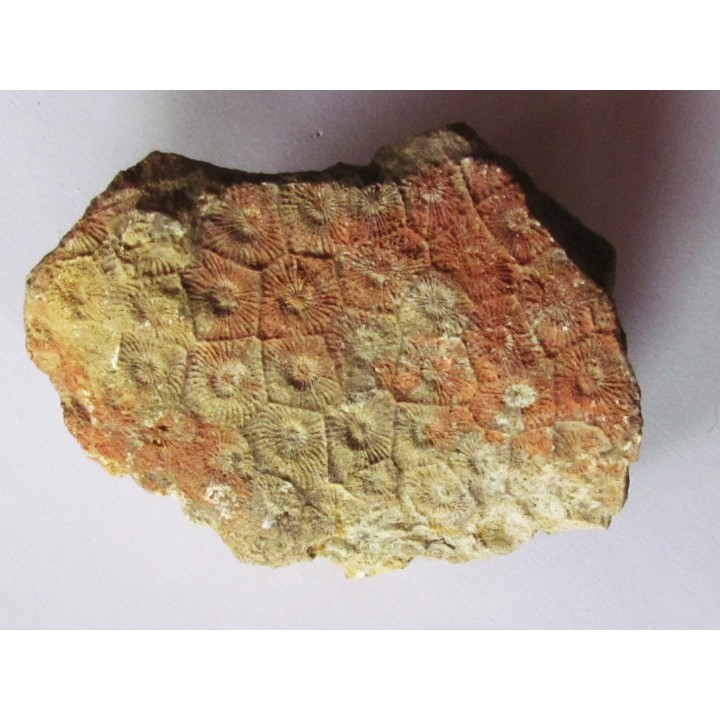 cytihexagomania defecta (2)
