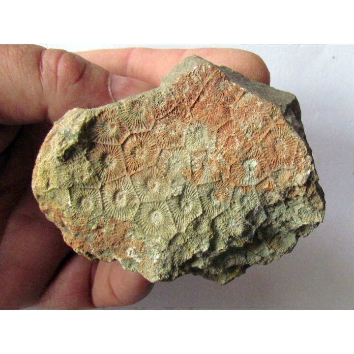 cytihexagomania defecta (2)