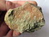 cytihexagomania defecta (2)