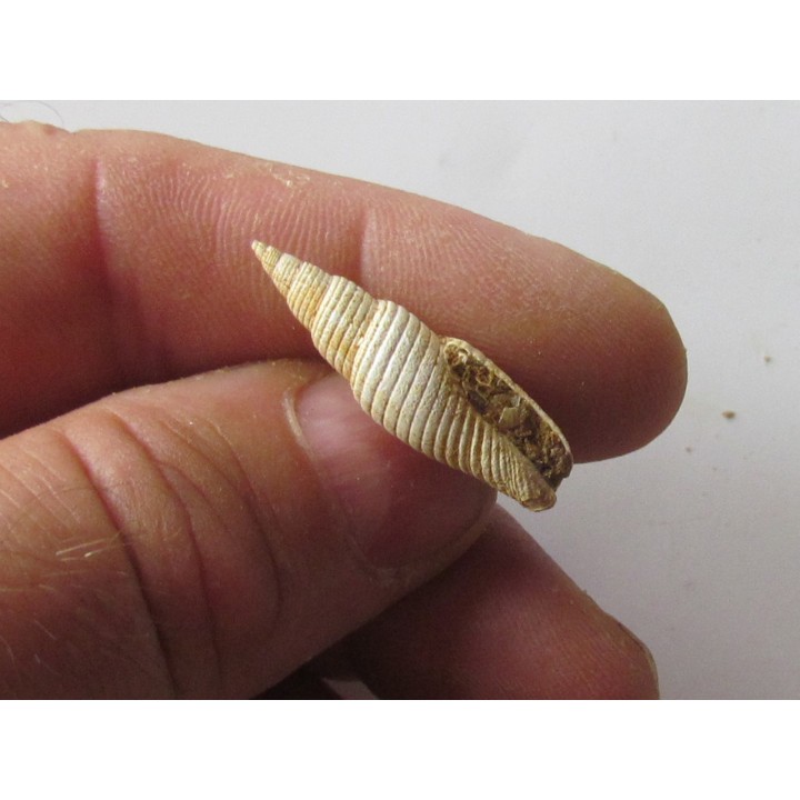 Mitra substriatula (2)