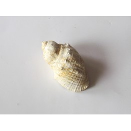 sveltia inermis gallica (1)