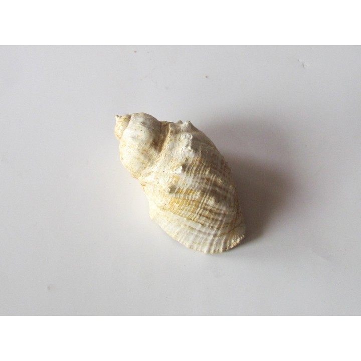 sveltia inermis gallica (1)