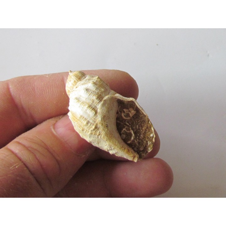 sveltia inermis gallica (1)