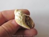 sveltia inermis gallica (1)