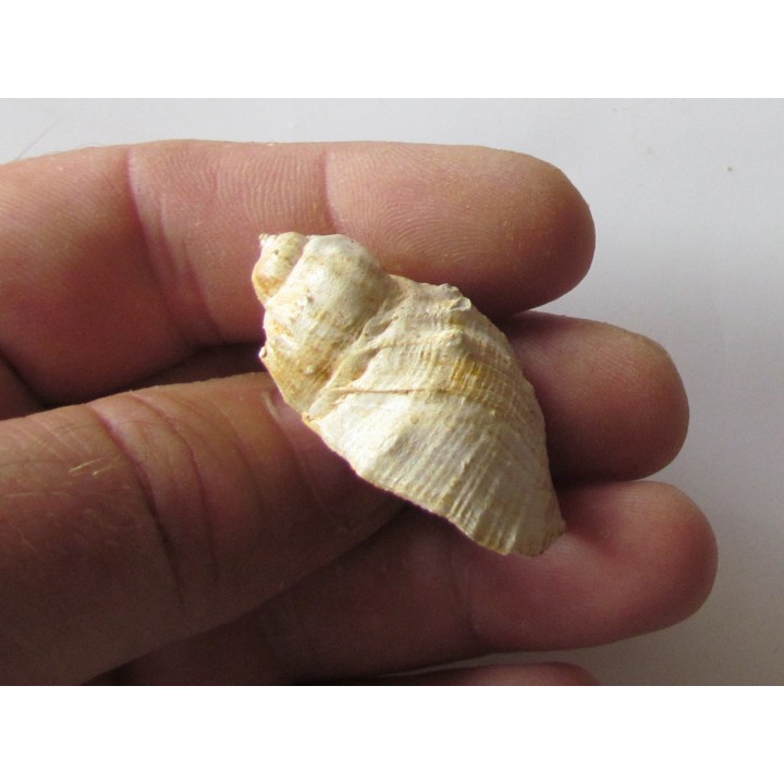 sveltia inermis gallica (1)