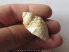 sveltia inermis gallica (1)