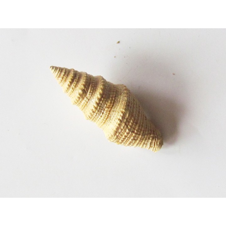 Bathytoma cataphracta dertogranosa (1)