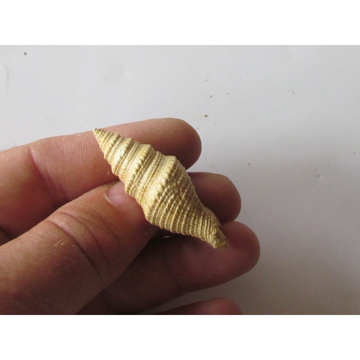 Bathytoma cataphracta dertogranosa (1)